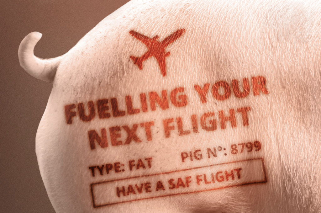 Study Raises Alarm Over Animal Fat Use in SAF